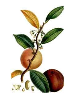 Chrysophyllum Star Apple, Caimito